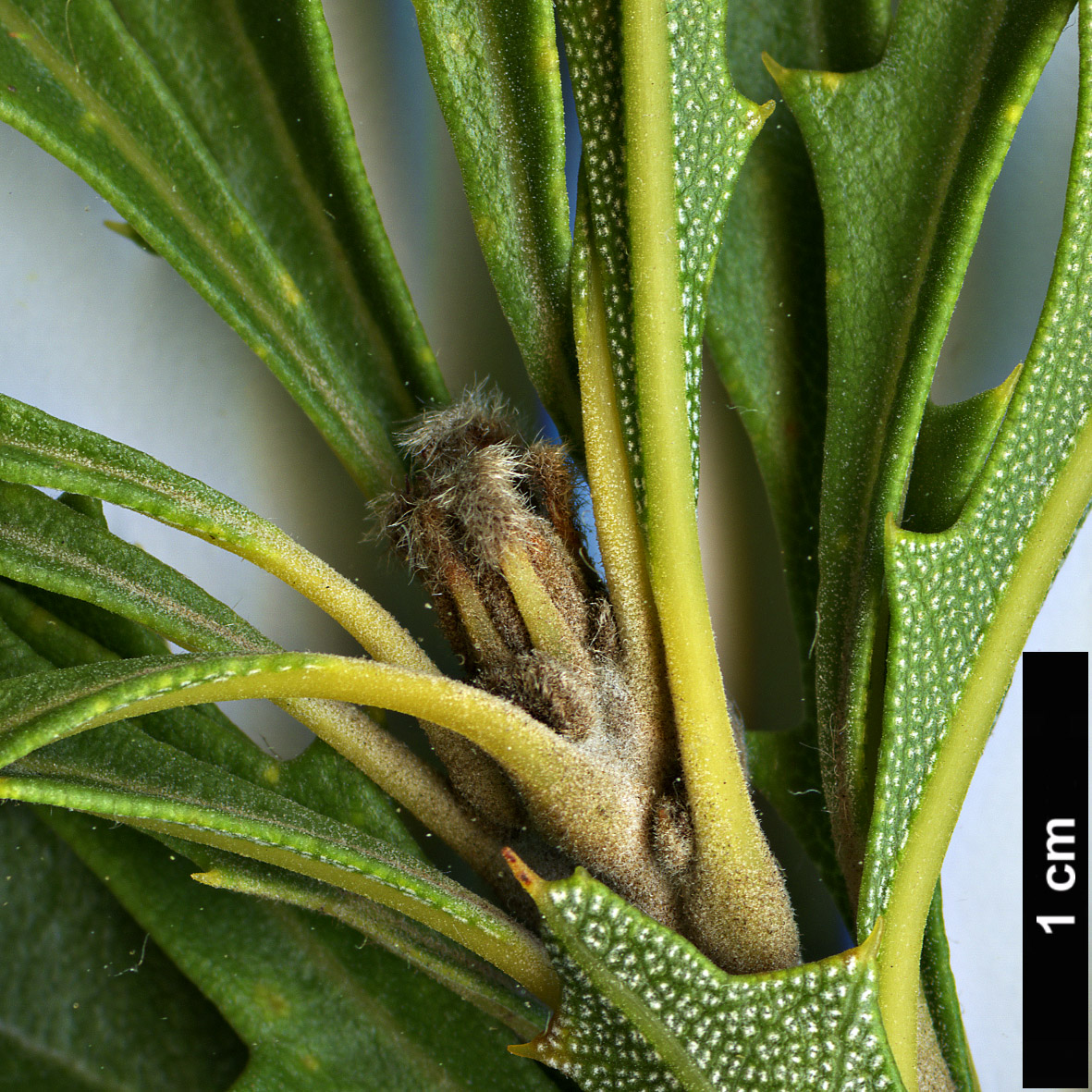High resolution image: Family: Proteaceae - Genus: Banksia - Taxon: aculeata