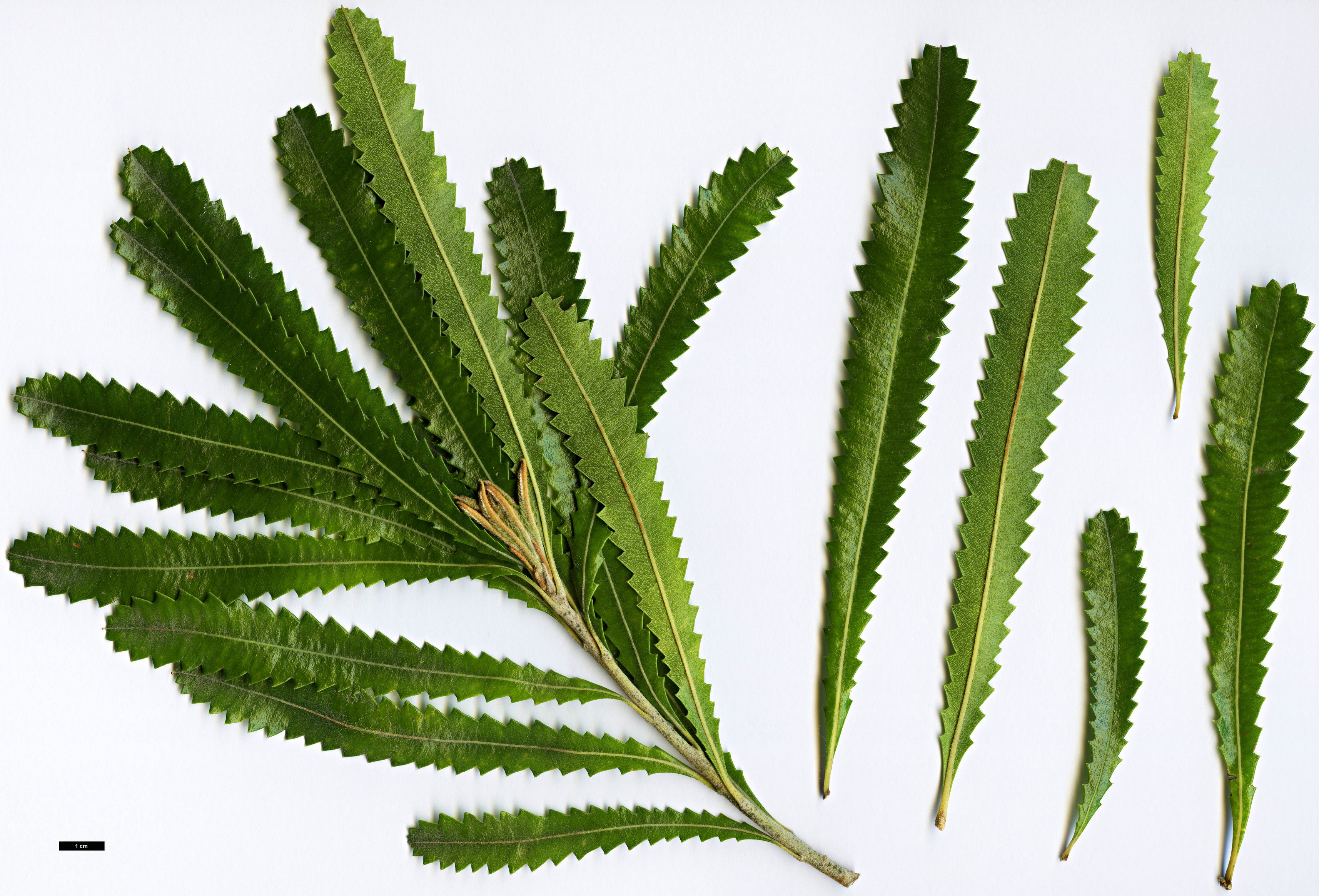 High resolution image: Family: Proteaceae - Genus: Banksia - Taxon: aemula