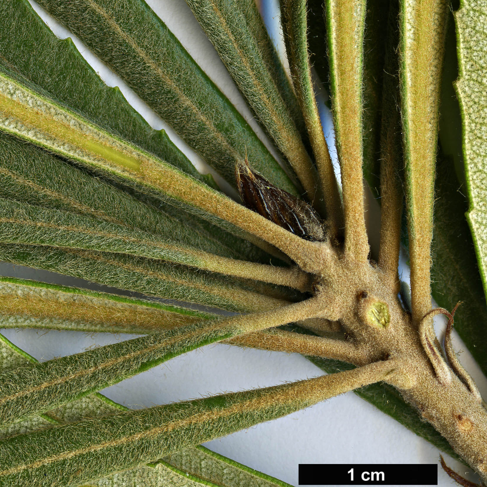 High resolution image: Family: Proteaceae - Genus: Banksia - Taxon: attenuata