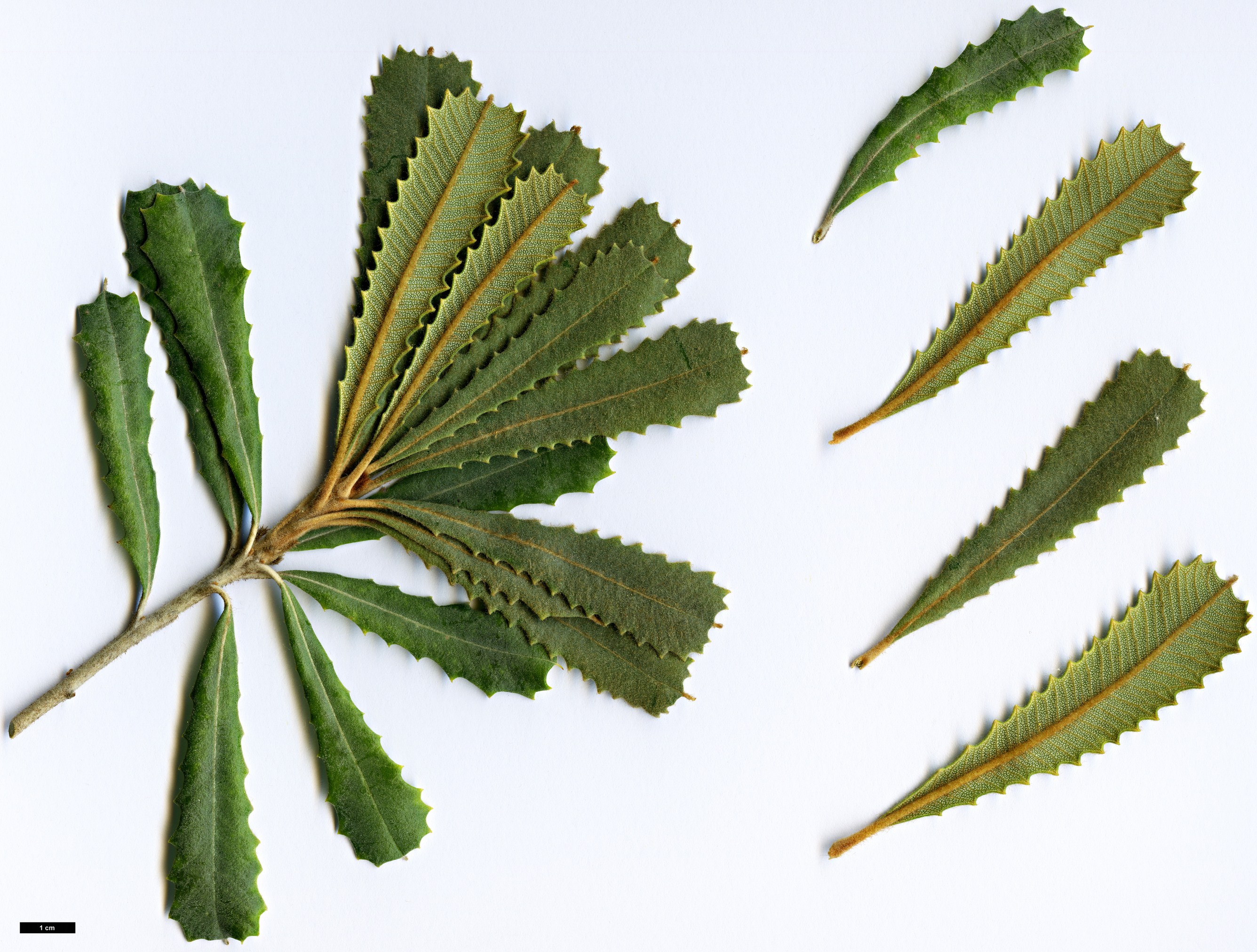 High resolution image: Family: Proteaceae - Genus: Banksia - Taxon: baueri