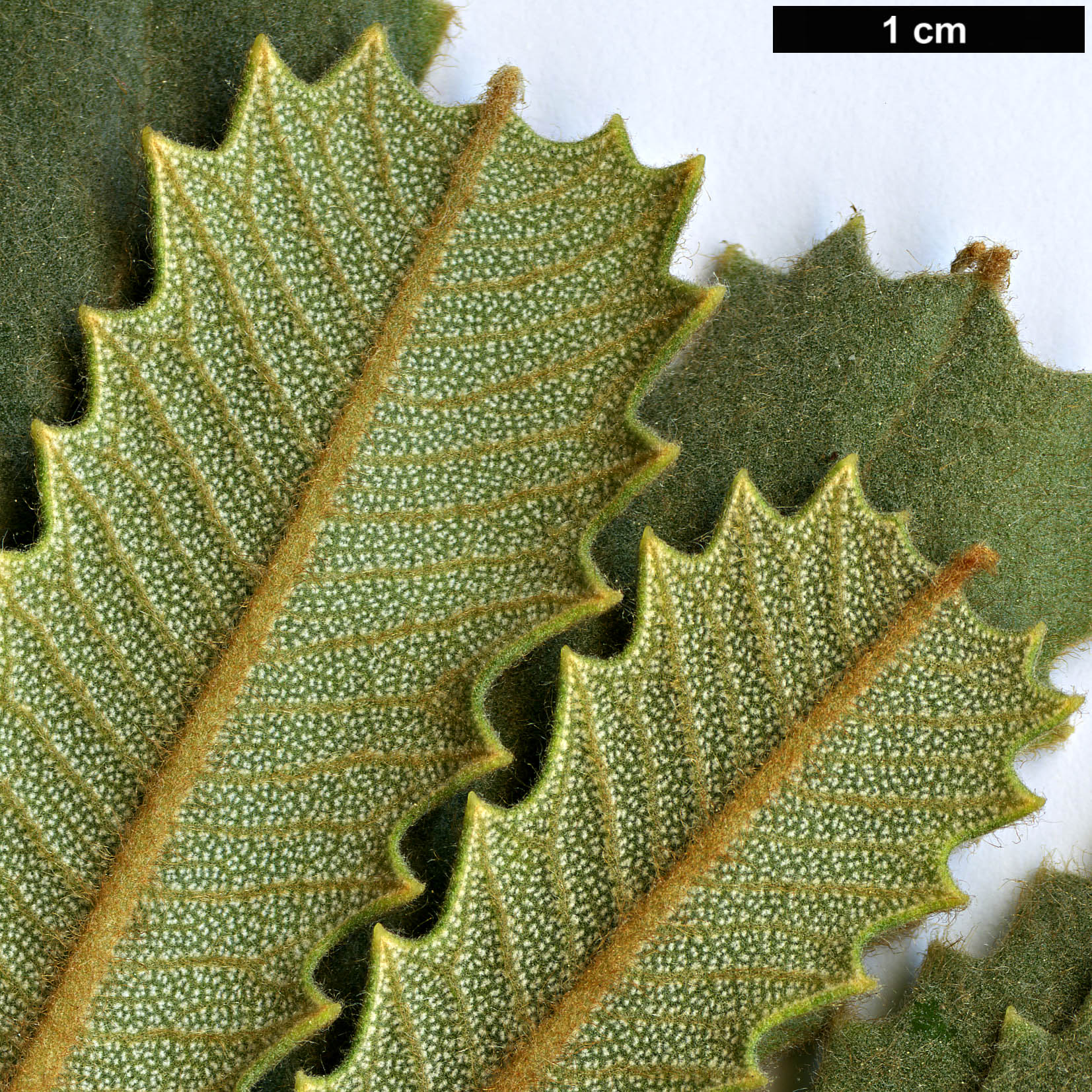 High resolution image: Family: Proteaceae - Genus: Banksia - Taxon: baueri