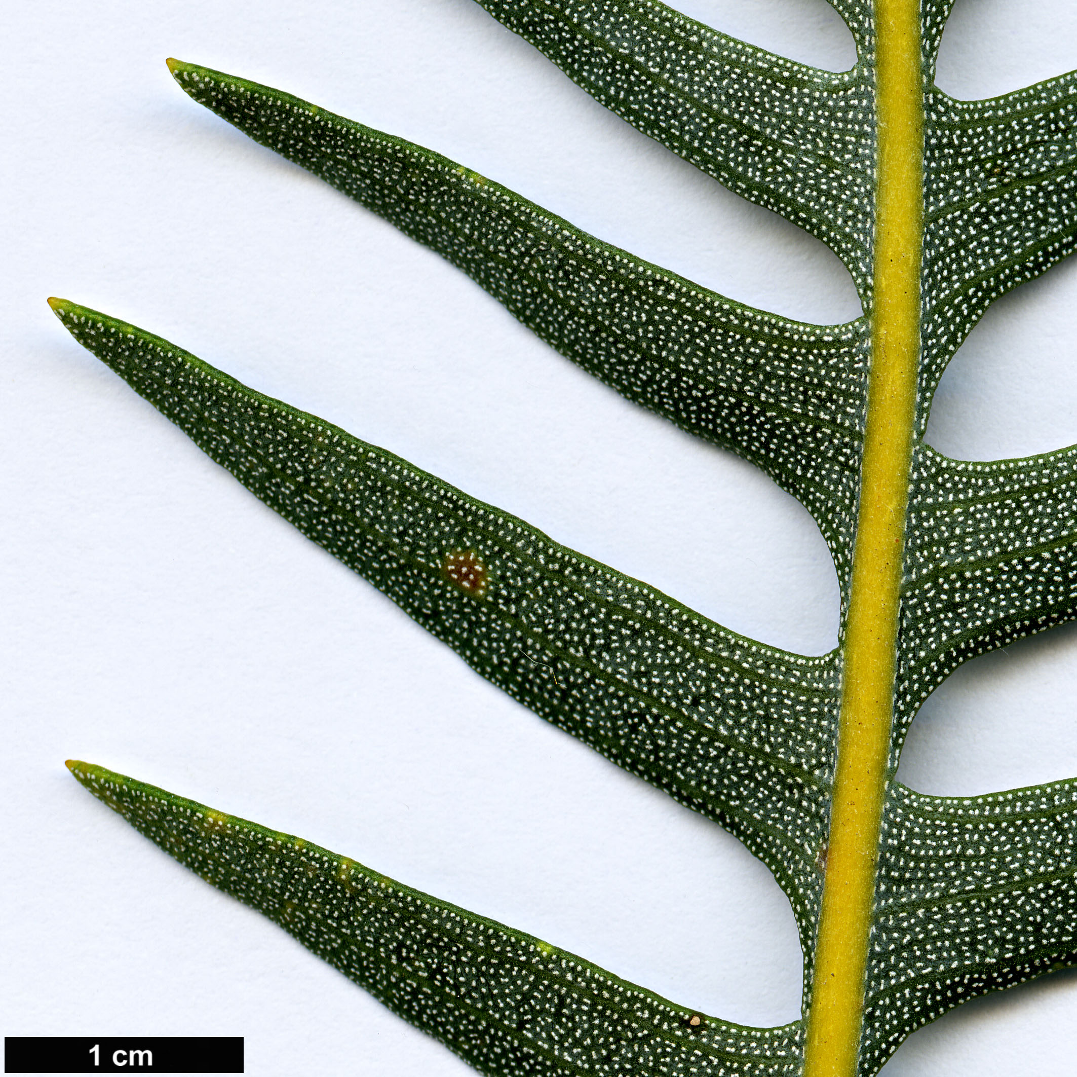 High resolution image: Family: Proteaceae - Genus: Banksia - Taxon: blechnifolia
