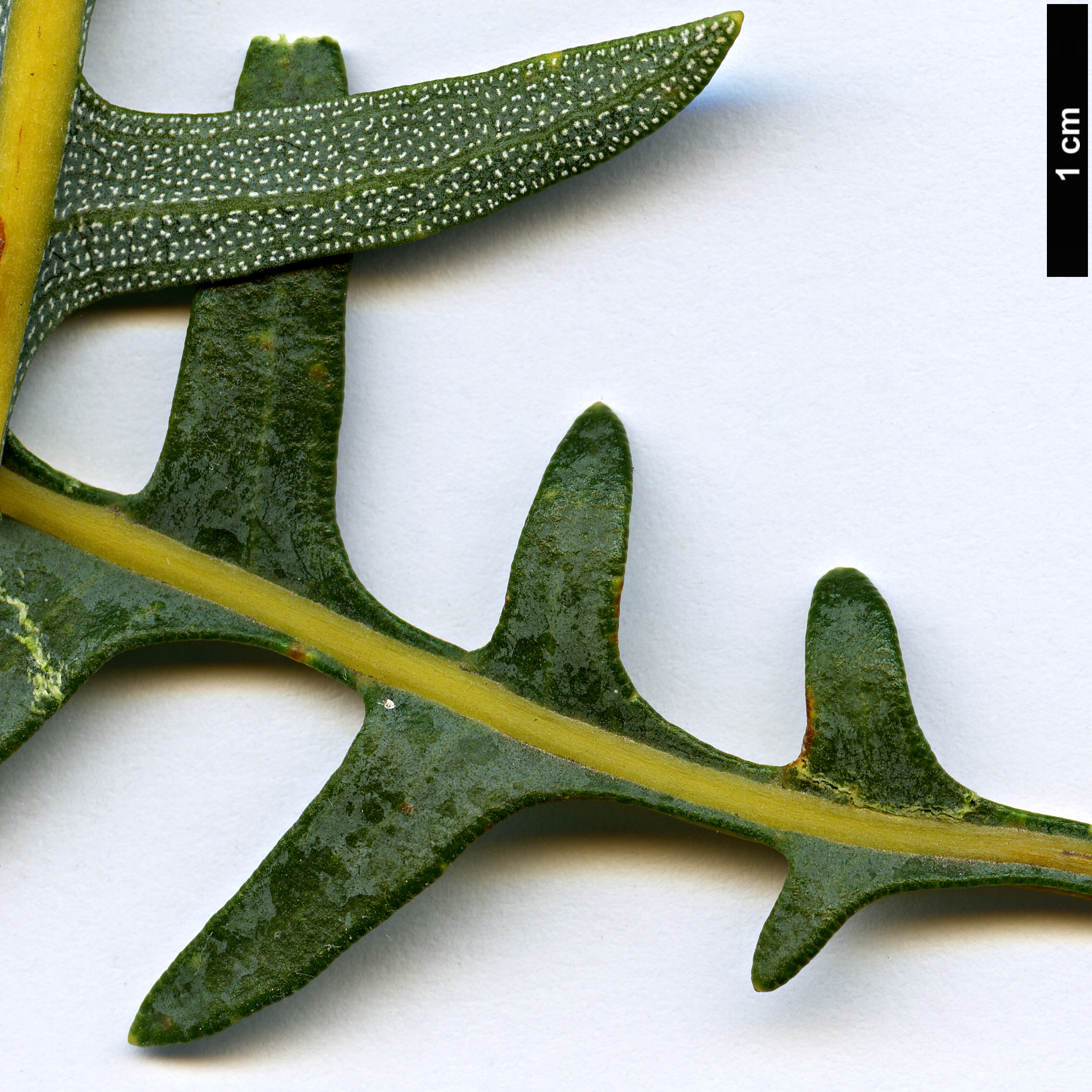 High resolution image: Family: Proteaceae - Genus: Banksia - Taxon: blechnifolia