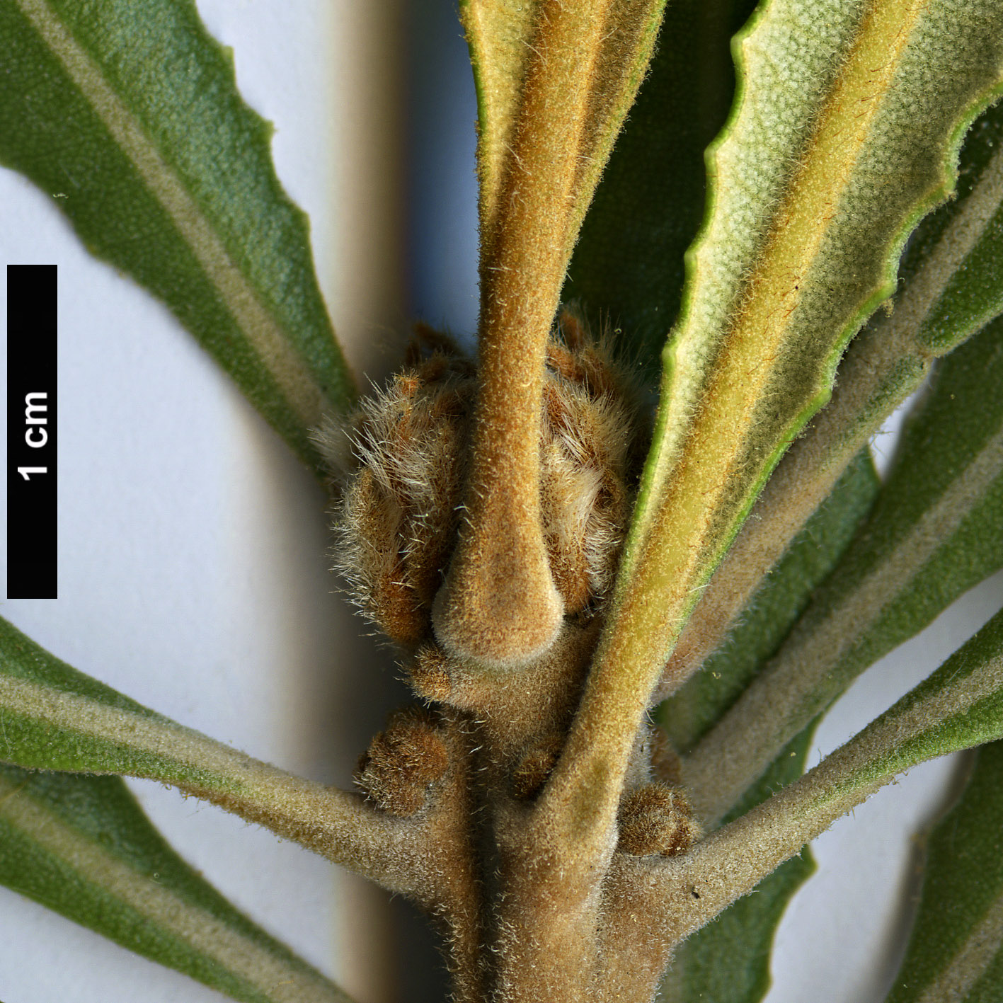 High resolution image: Family: Proteaceae - Genus: Banksia - Taxon: burdettii