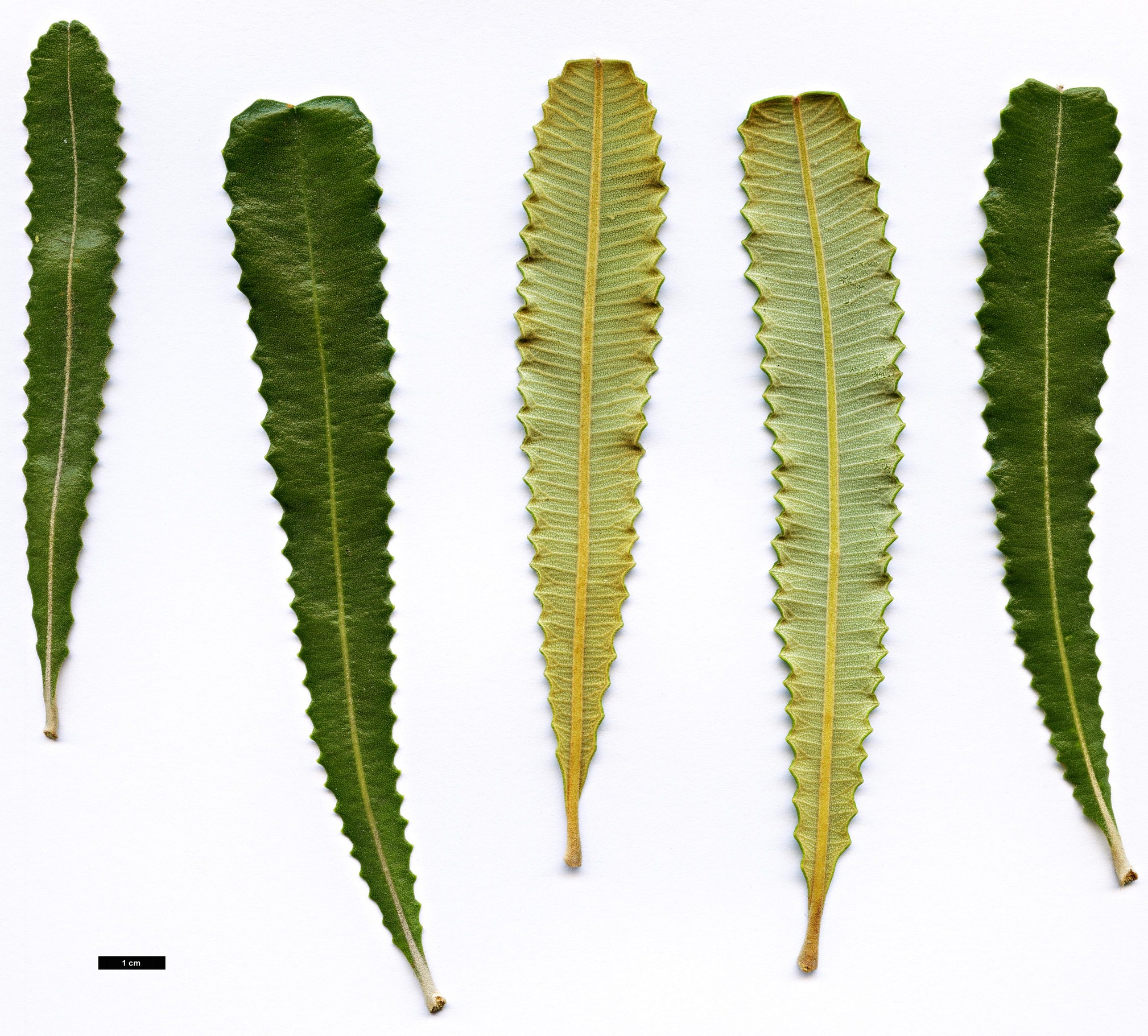 High resolution image: Family: Proteaceae - Genus: Banksia - Taxon: burdettii