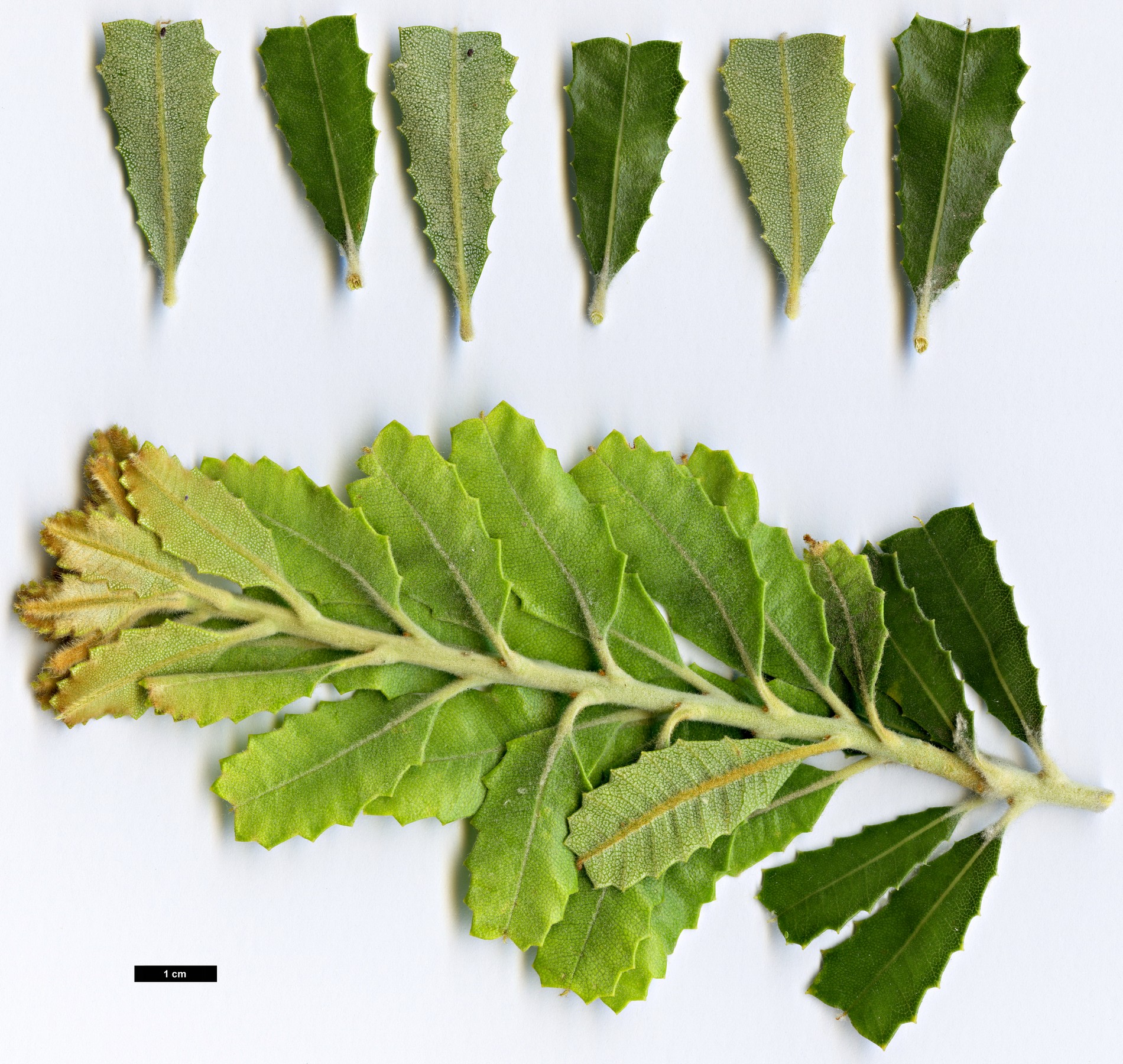 High resolution image: Family: Proteaceae - Genus: Banksia - Taxon: coccinea