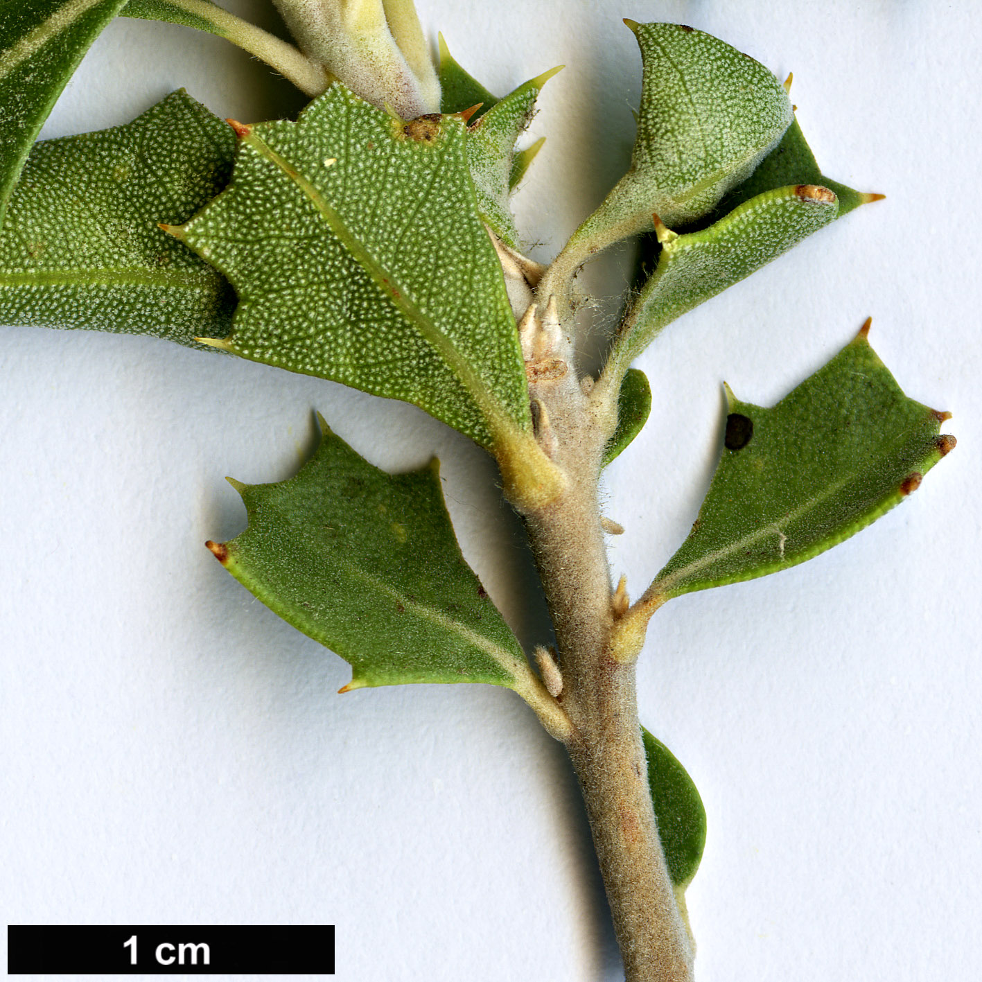 High resolution image: Family: Proteaceae - Genus: Banksia - Taxon: cuneata