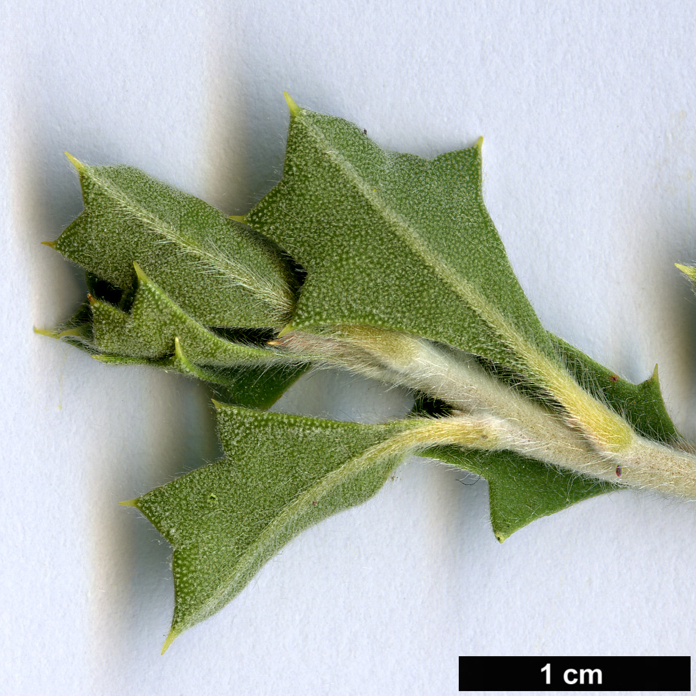 High resolution image: Family: Proteaceae - Genus: Banksia - Taxon: cuneata