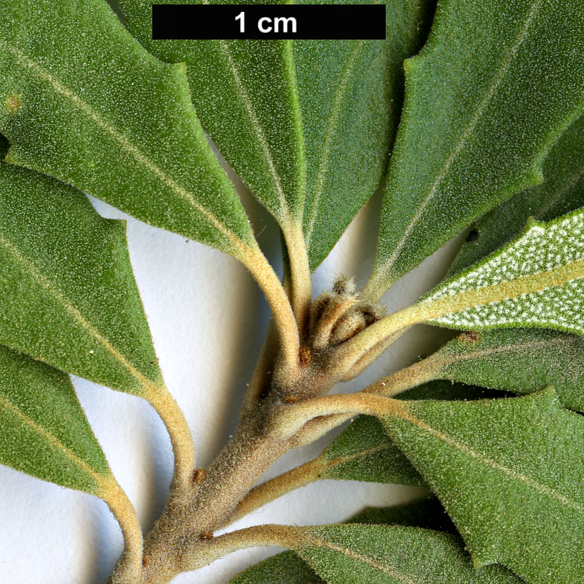 High resolution image: Family: Proteaceae - Genus: Banksia - Taxon: epica