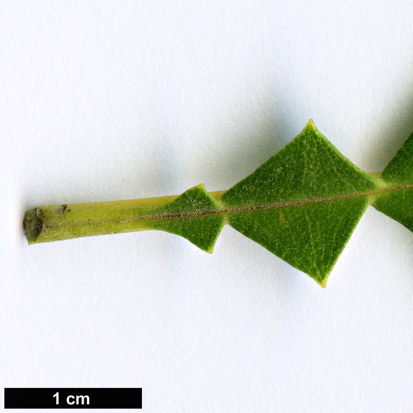 High resolution image: Family: Proteaceae - Genus: Banksia - Taxon: grandis