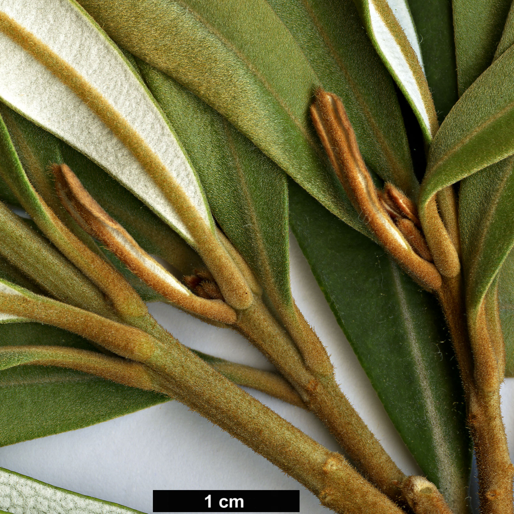 High resolution image: Family: Proteaceae - Genus: Banksia - Taxon: integrifolia