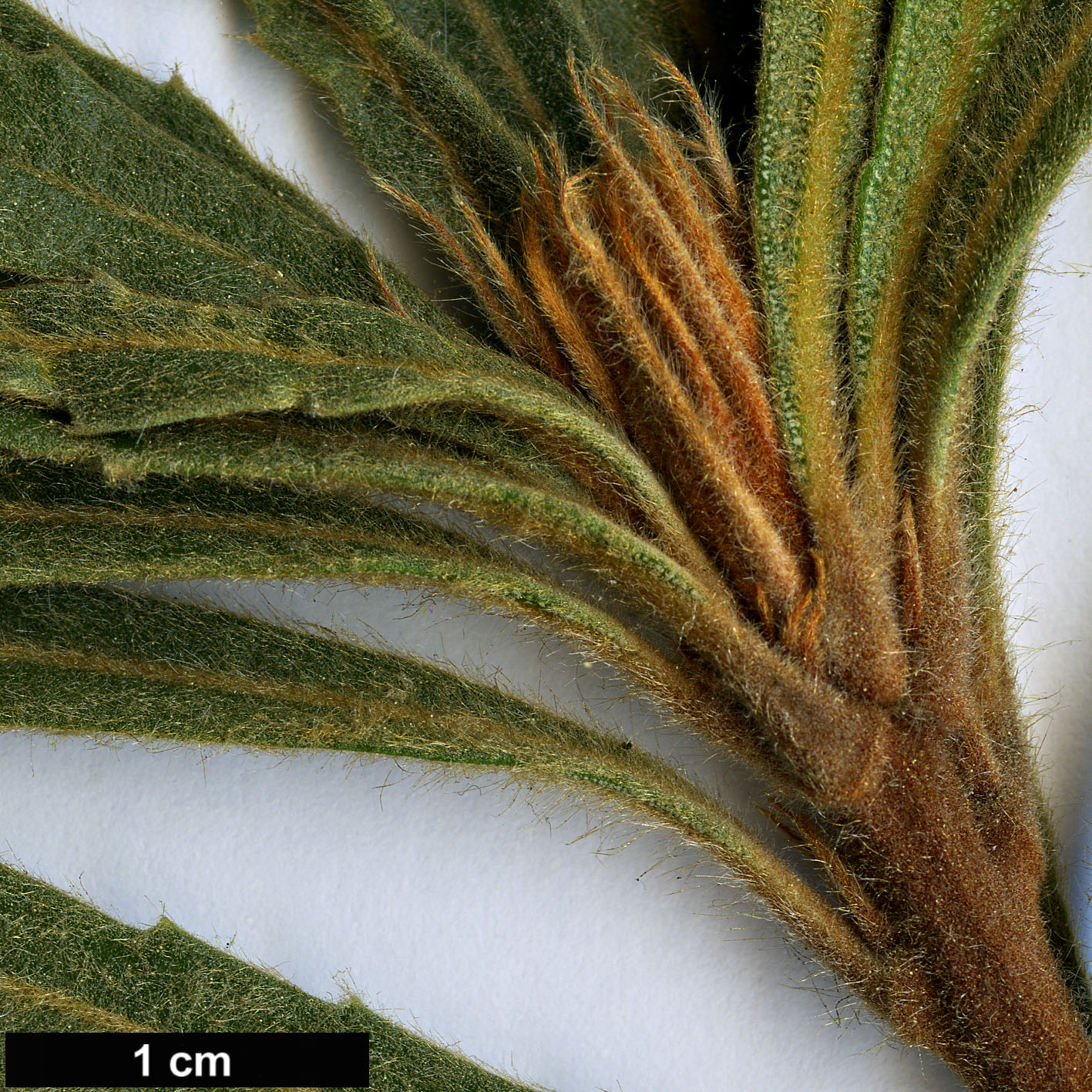High resolution image: Family: Proteaceae - Genus: Banksia - Taxon: laevigata