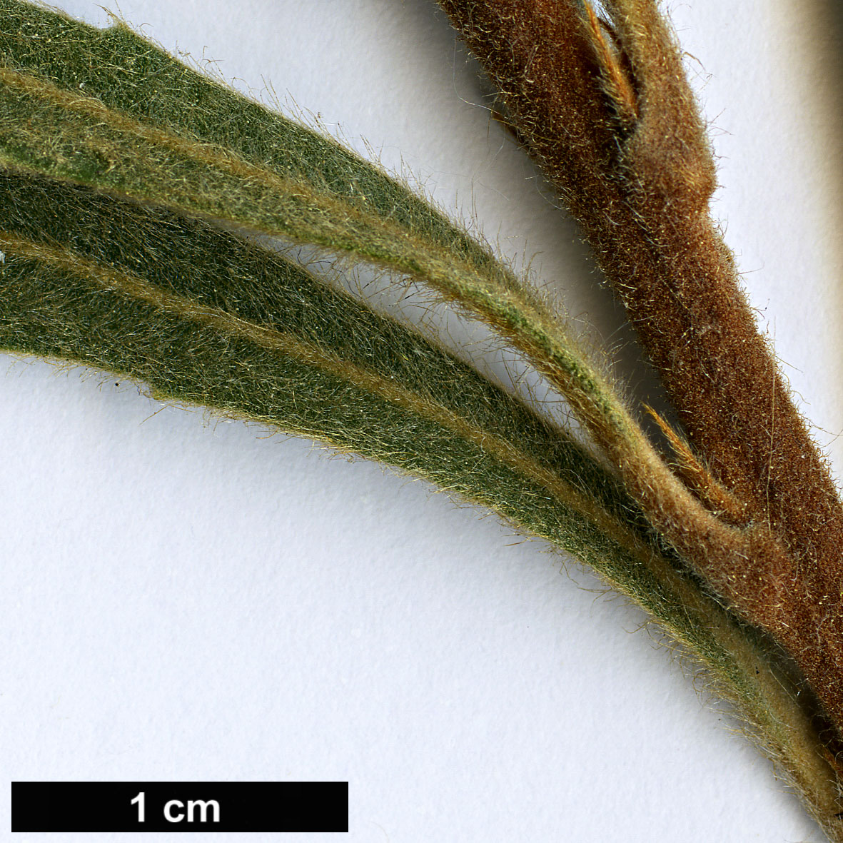 High resolution image: Family: Proteaceae - Genus: Banksia - Taxon: laevigata