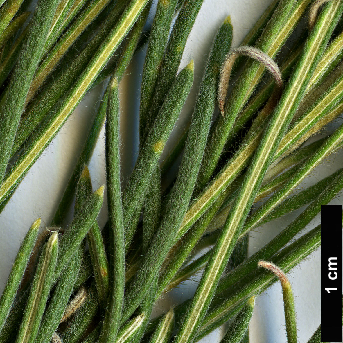 High resolution image: Family: Proteaceae - Genus: Banksia - Taxon: lanata
