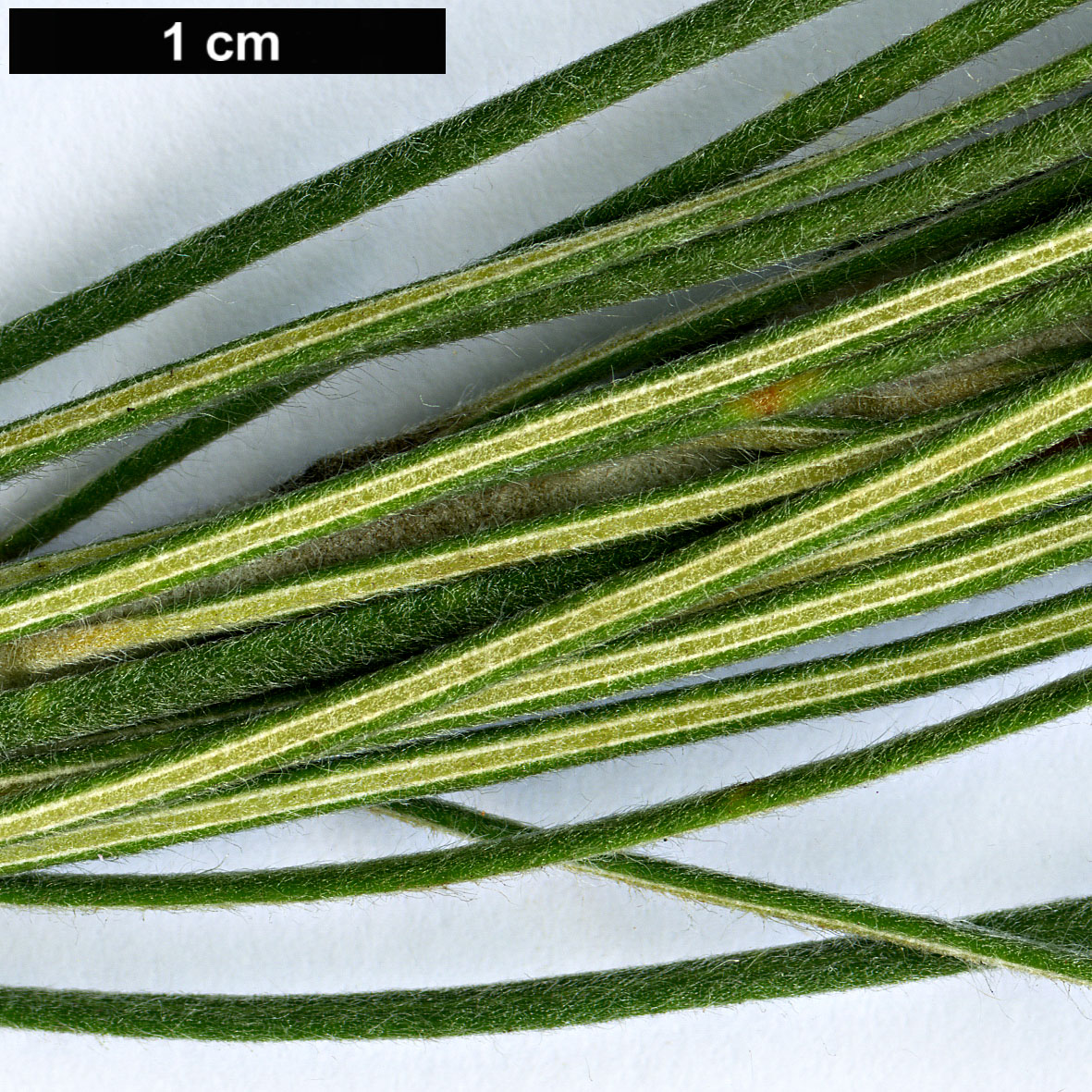 High resolution image: Family: Proteaceae - Genus: Banksia - Taxon: lanata
