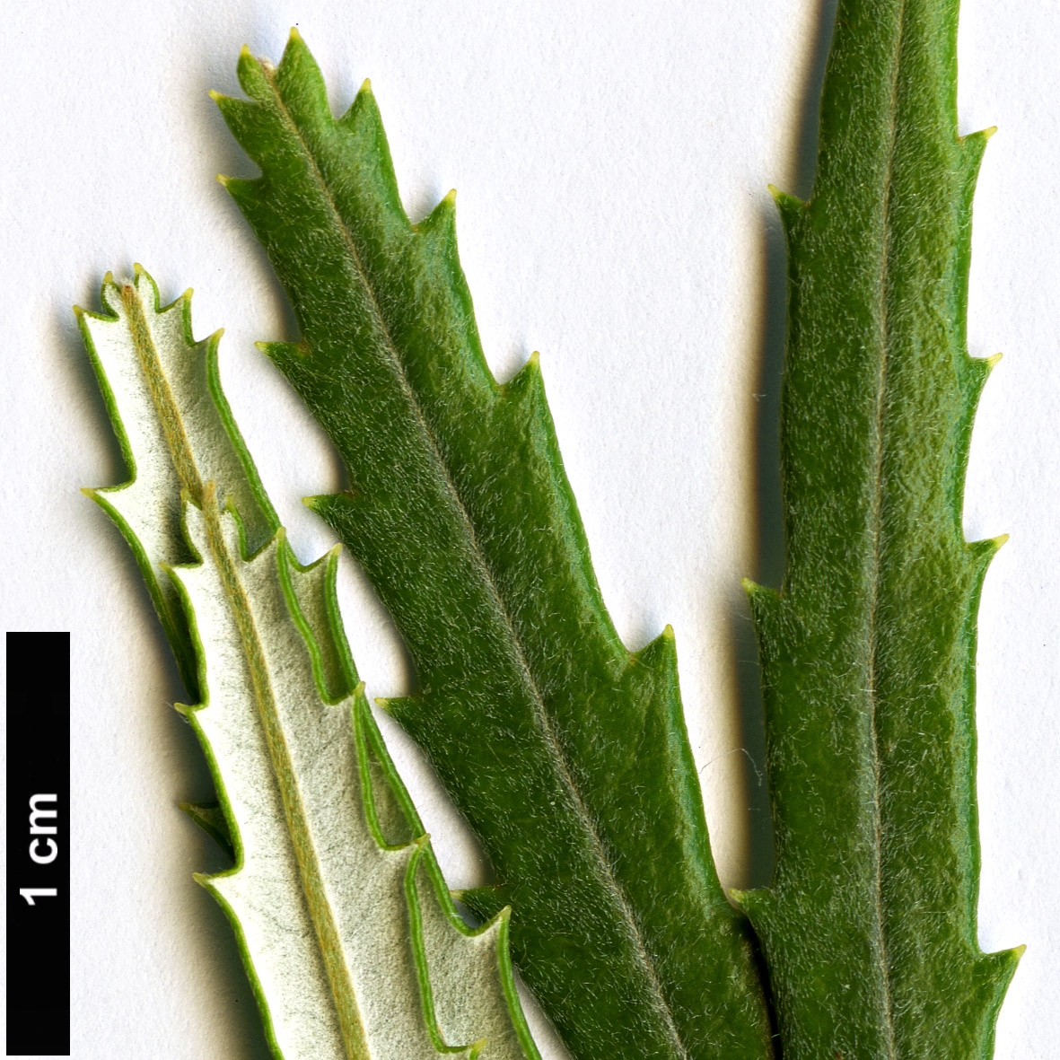 High resolution image: Family: Proteaceae - Genus: Banksia - Taxon: littoralis