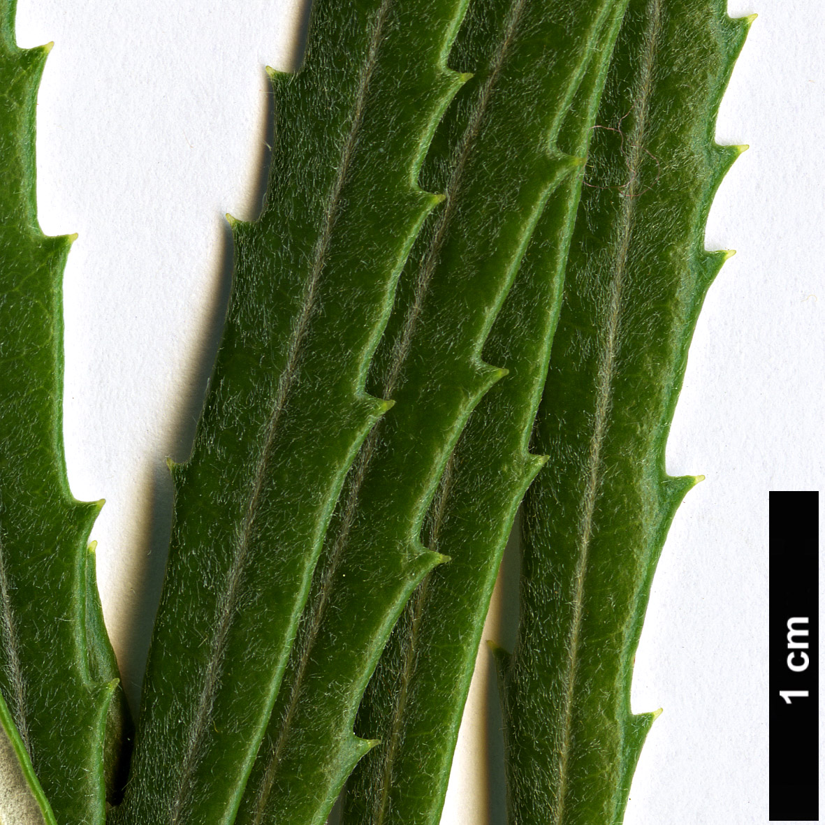 High resolution image: Family: Proteaceae - Genus: Banksia - Taxon: littoralis