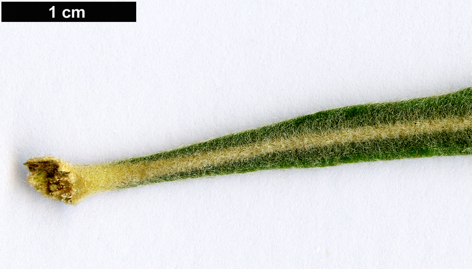 High resolution image: Family: Proteaceae - Genus: Banksia - Taxon: lullfitzii