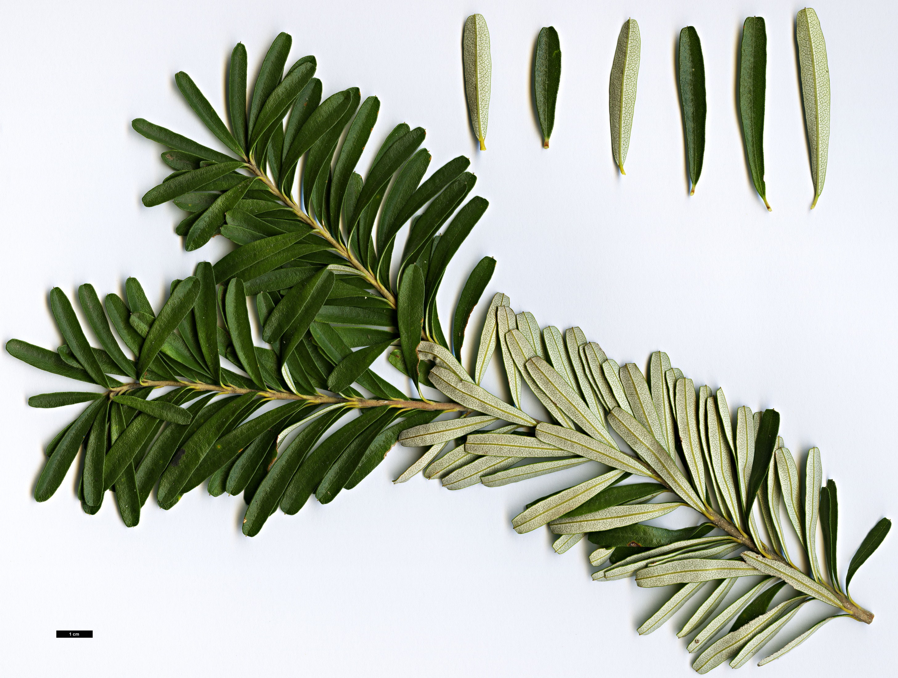 High resolution image: Family: Proteaceae - Genus: Banksia - Taxon: marginata