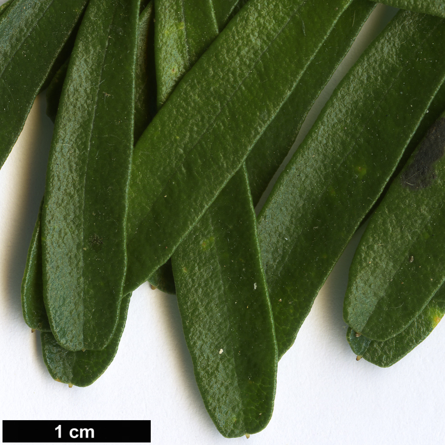 High resolution image: Family: Proteaceae - Genus: Banksia - Taxon: marginata