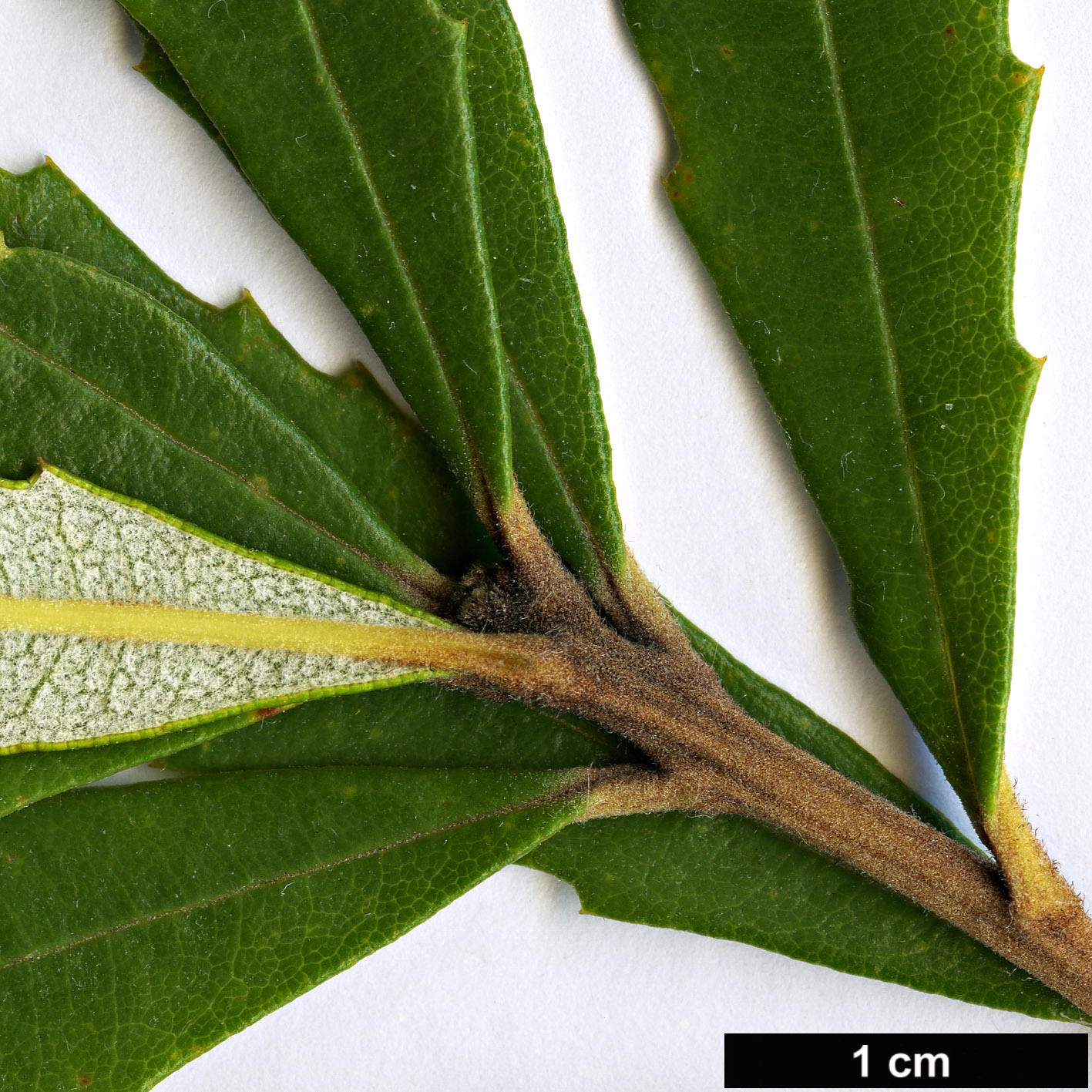 High resolution image: Family: Proteaceae - Genus: Banksia - Taxon: oblongifolia