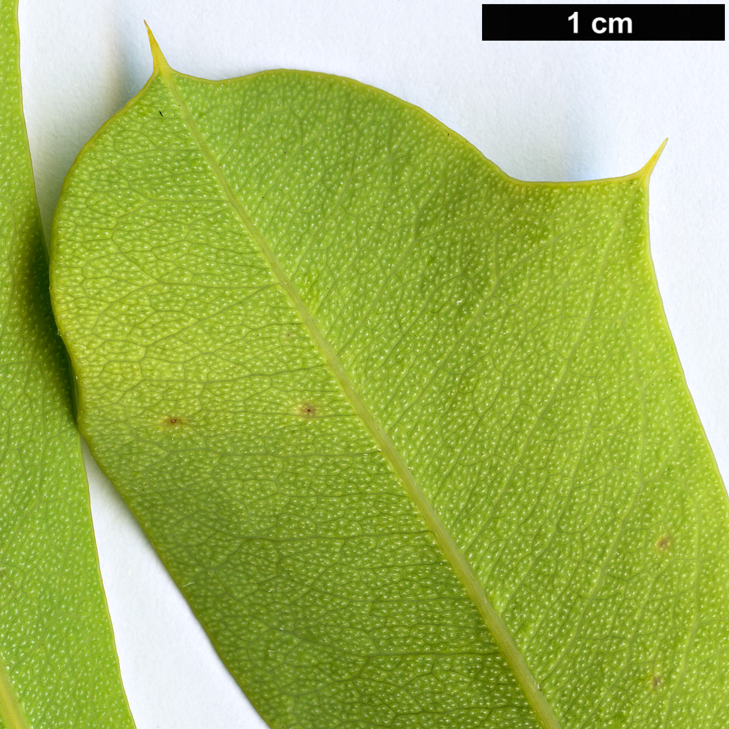 High resolution image: Family: Proteaceae - Genus: Banksia - Taxon: oreophila