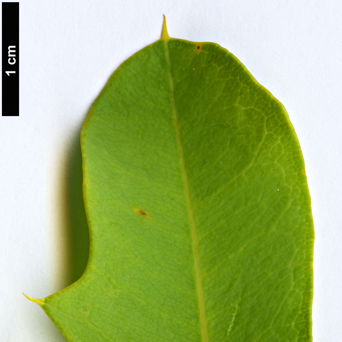 High resolution image: Family: Proteaceae - Genus: Banksia - Taxon: oreophila