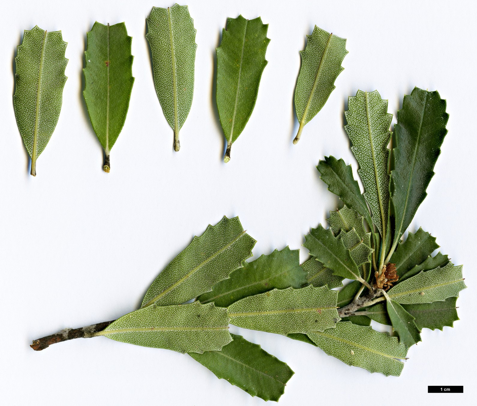 High resolution image: Family: Proteaceae - Genus: Banksia - Taxon: praemorsa