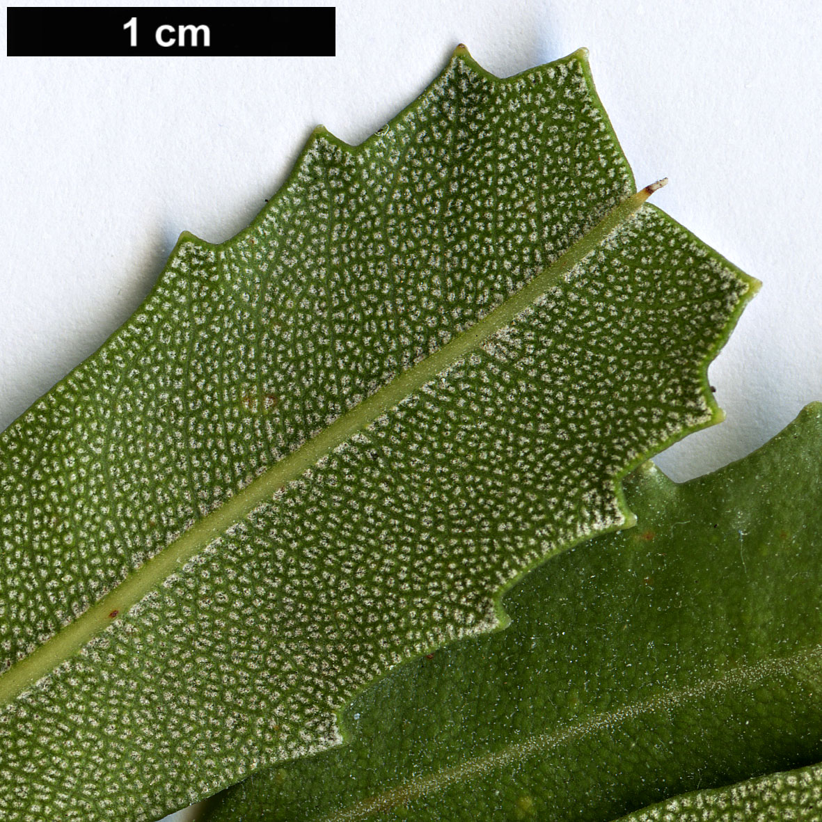 High resolution image: Family: Proteaceae - Genus: Banksia - Taxon: praemorsa