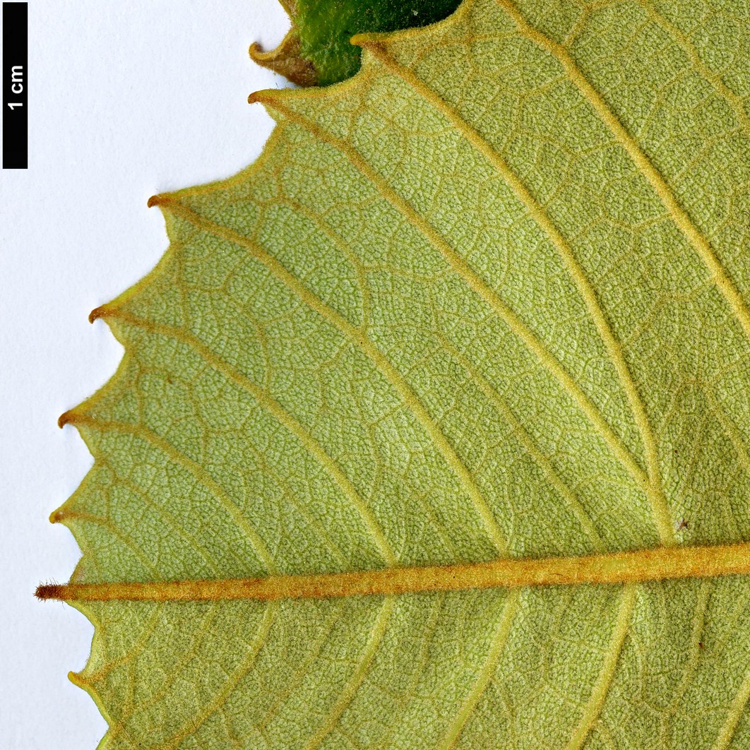 High resolution image: Family: Proteaceae - Genus: Banksia - Taxon: robur