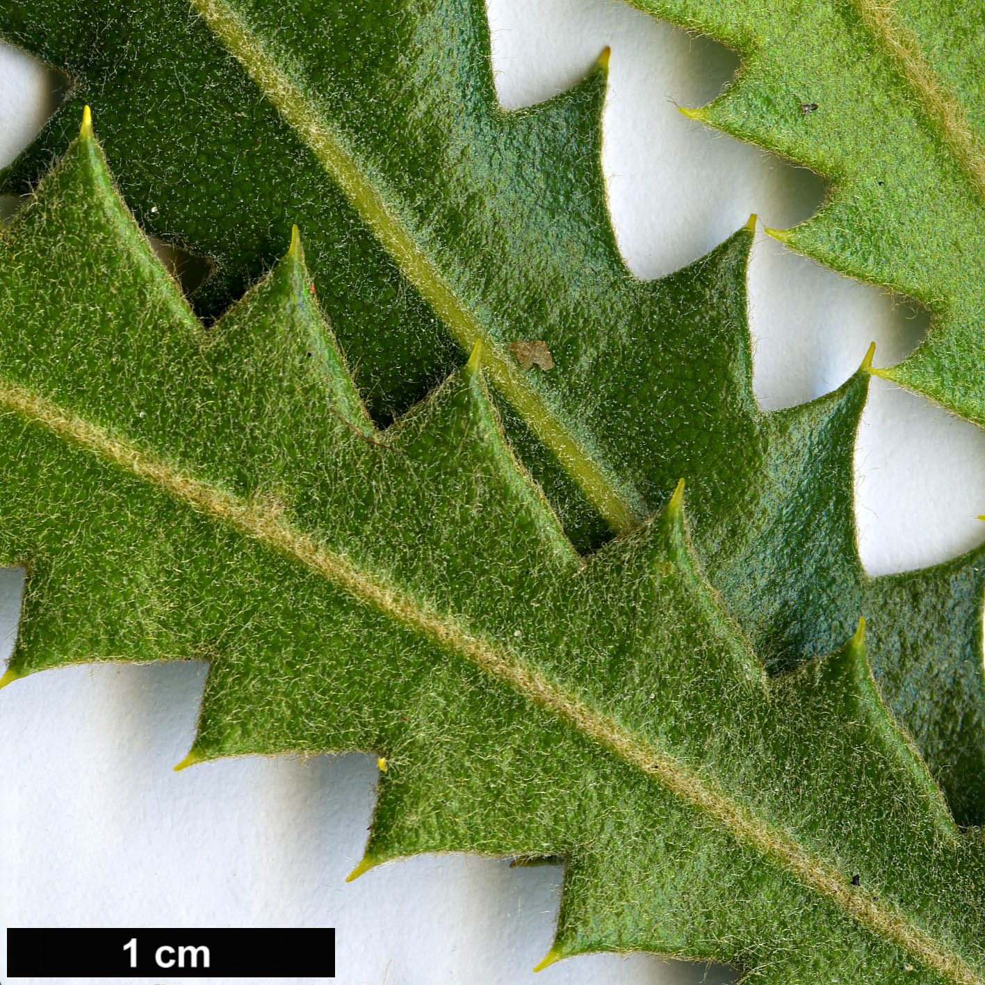 High resolution image: Family: Proteaceae - Genus: Banksia - Taxon: rosserae