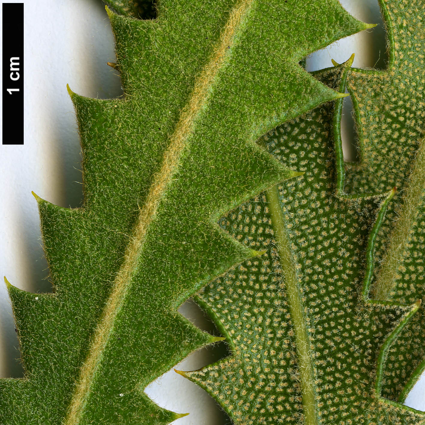 High resolution image: Family: Proteaceae - Genus: Banksia - Taxon: rosserae