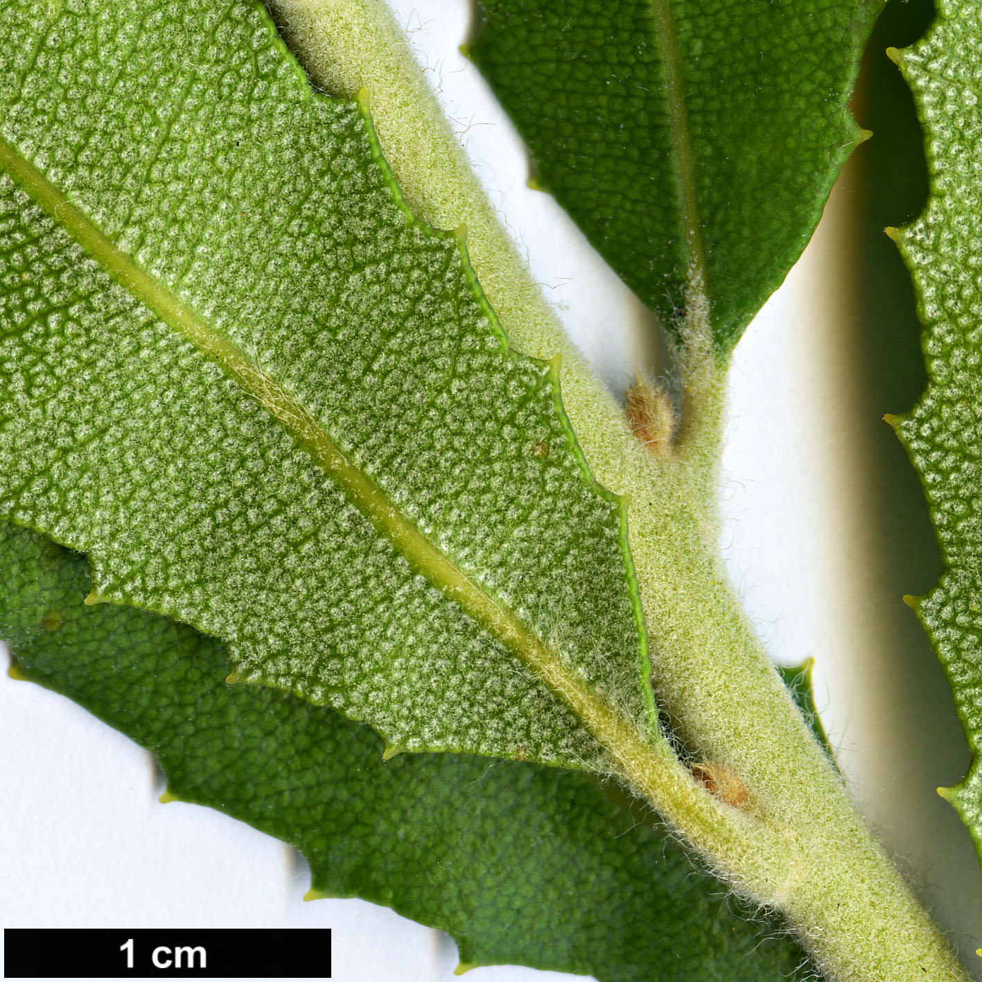 High resolution image: Family: Proteaceae - Genus: Banksia - Taxon: sceptrum