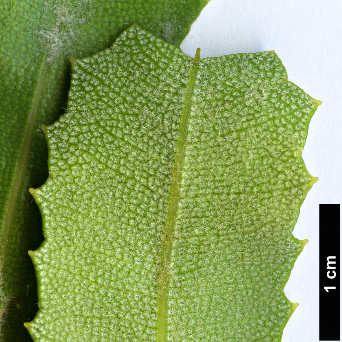 High resolution image: Family: Proteaceae - Genus: Banksia - Taxon: sceptrum