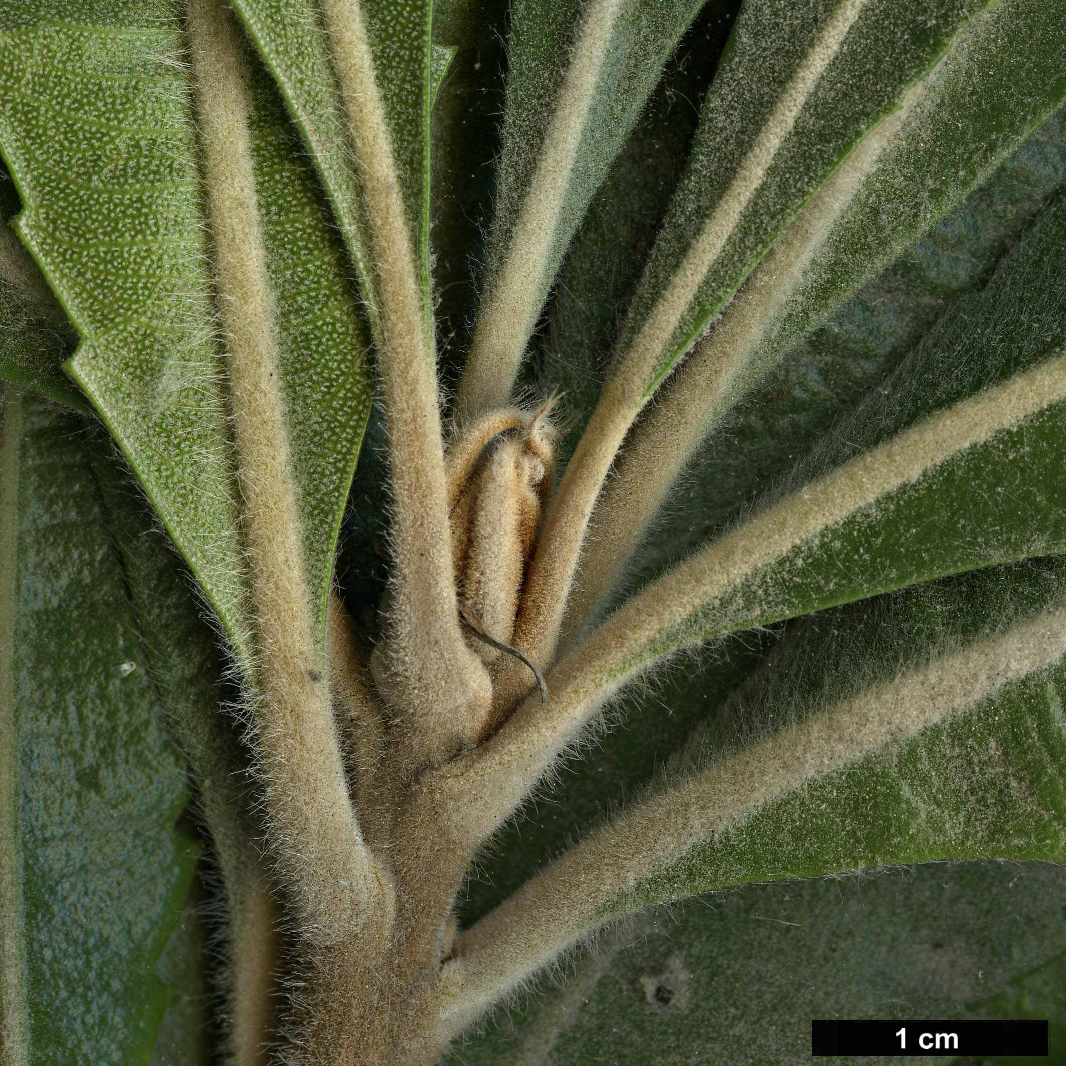 High resolution image: Family: Proteaceae - Genus: Banksia - Taxon: serrata