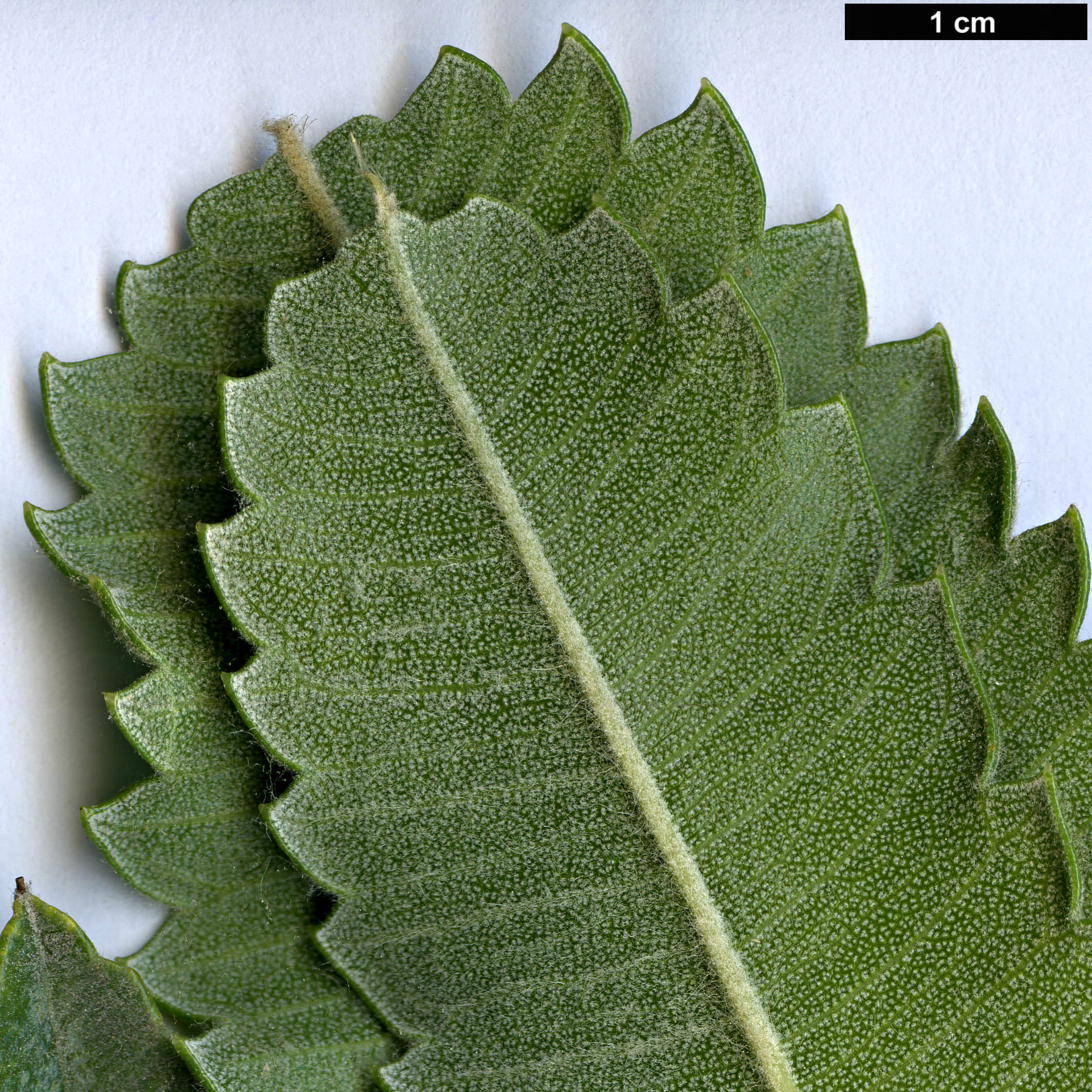 High resolution image: Family: Proteaceae - Genus: Banksia - Taxon: serrata