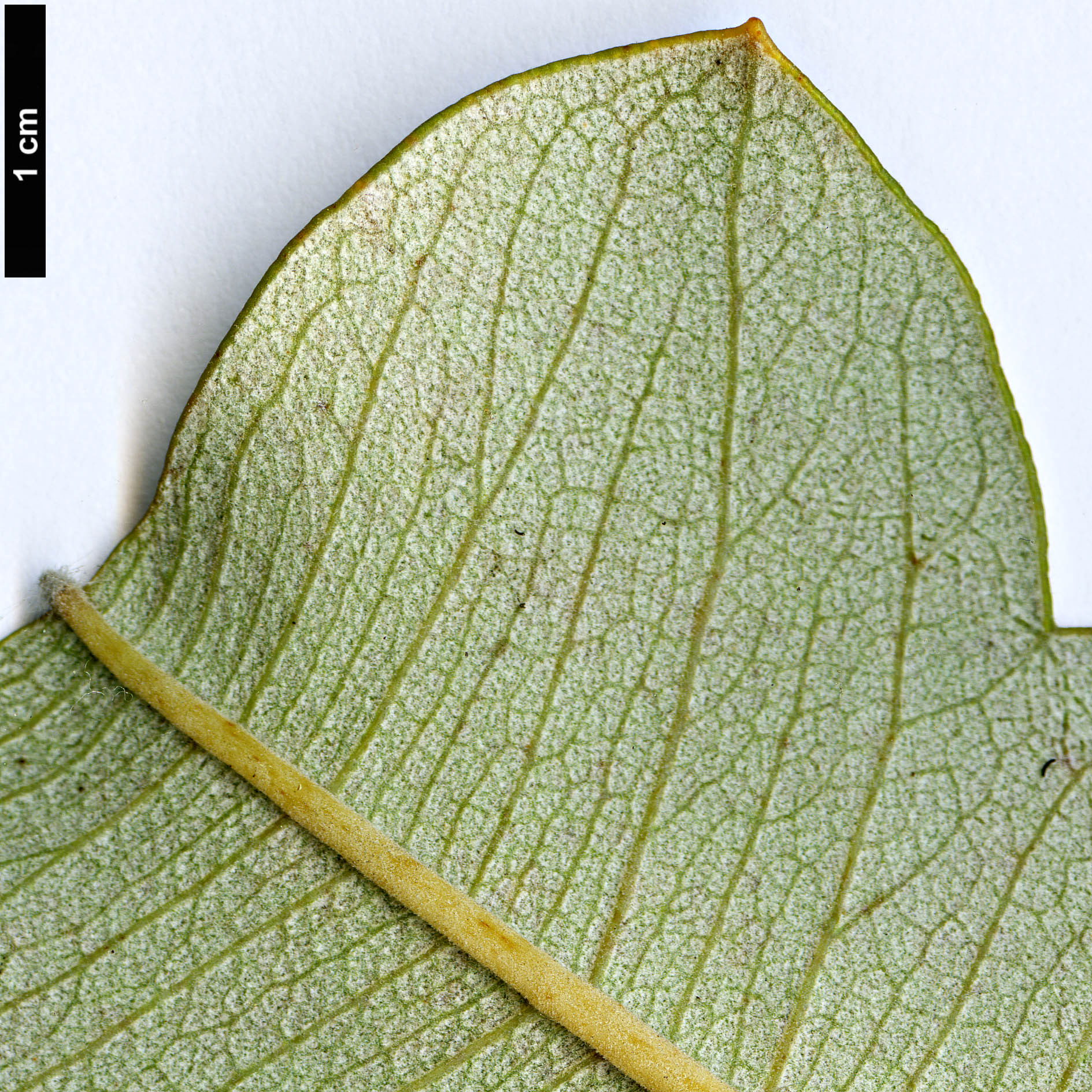 High resolution image: Family: Proteaceae - Genus: Banksia - Taxon: solandri