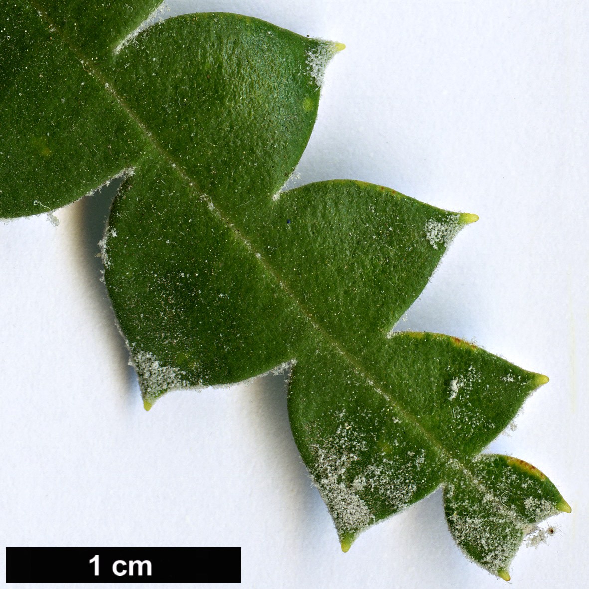 High resolution image: Family: Proteaceae - Genus: Banksia - Taxon: speciosa