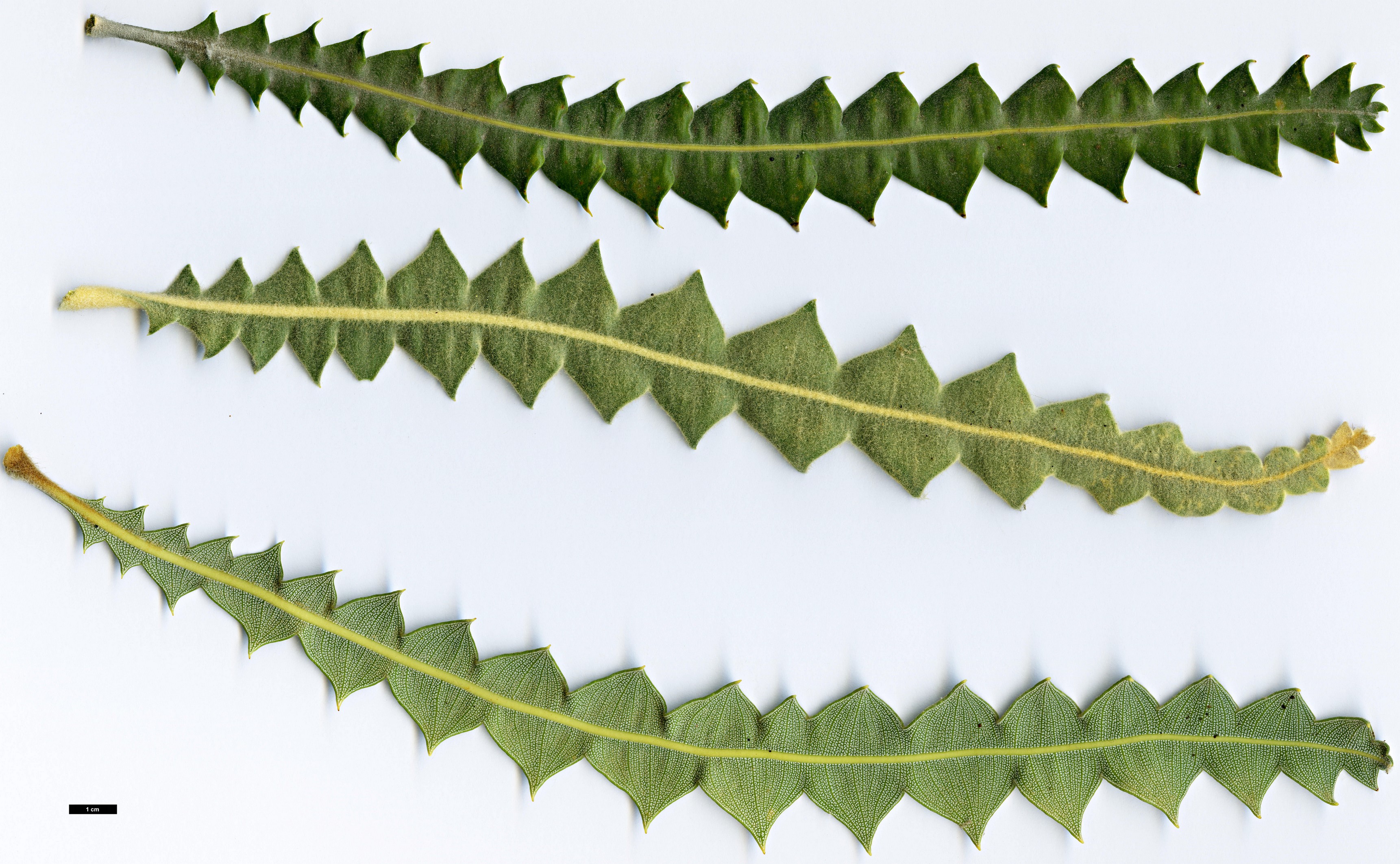 High resolution image: Family: Proteaceae - Genus: Banksia - Taxon: victoriae