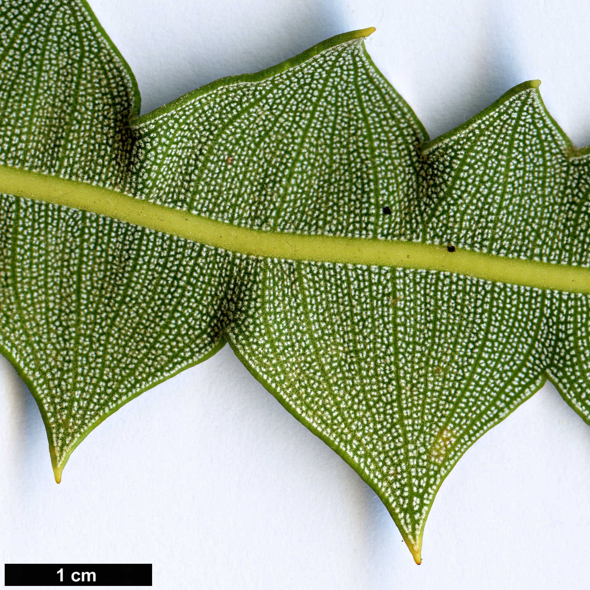High resolution image: Family: Proteaceae - Genus: Banksia - Taxon: victoriae
