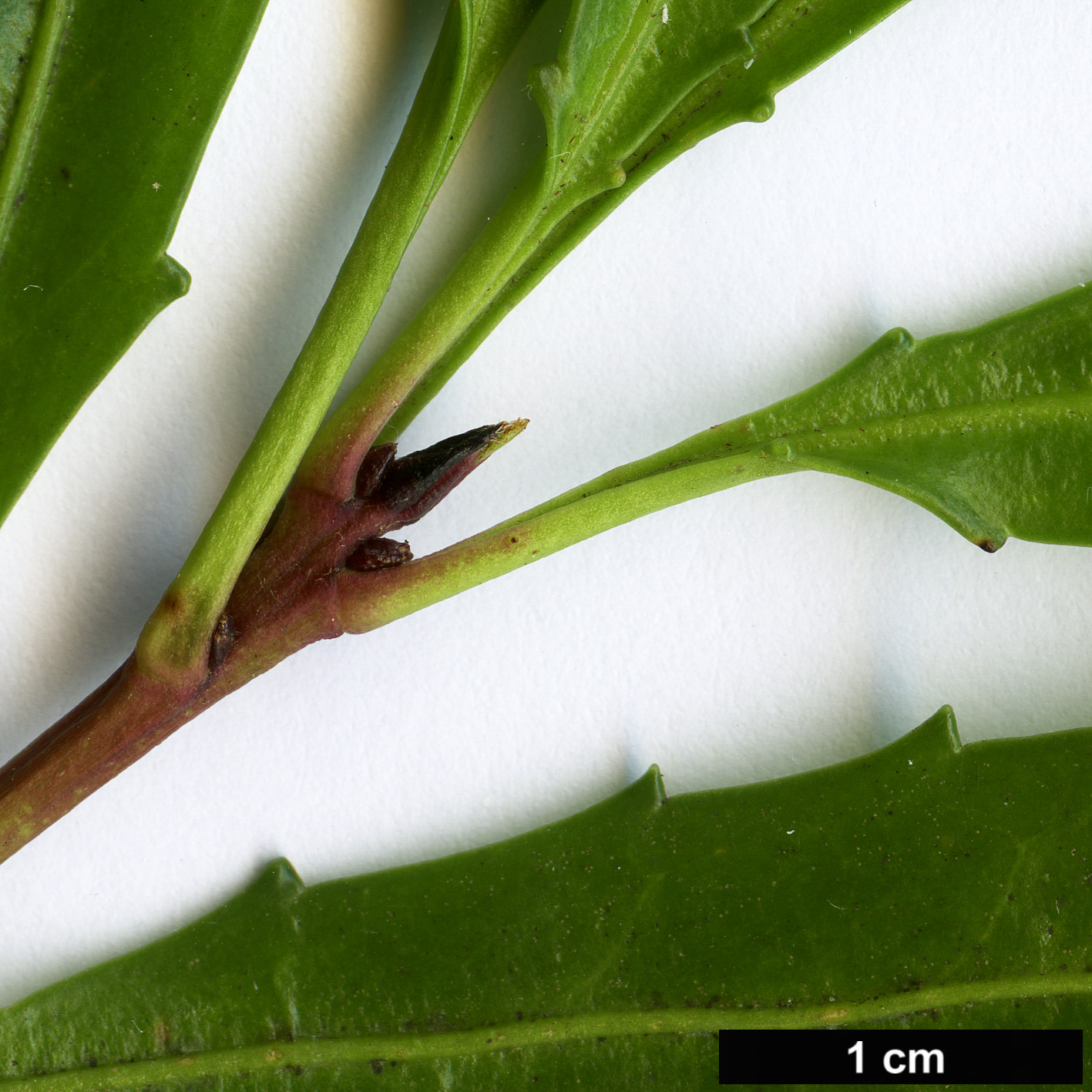 High resolution image: Family: Proteaceae - Genus: Cenarrhenes - Taxon: nitida