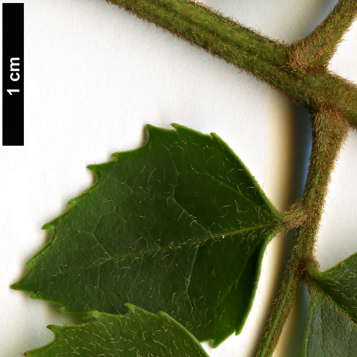 High resolution image: Family: Proteaceae - Genus: Gevuina - Taxon: avellana