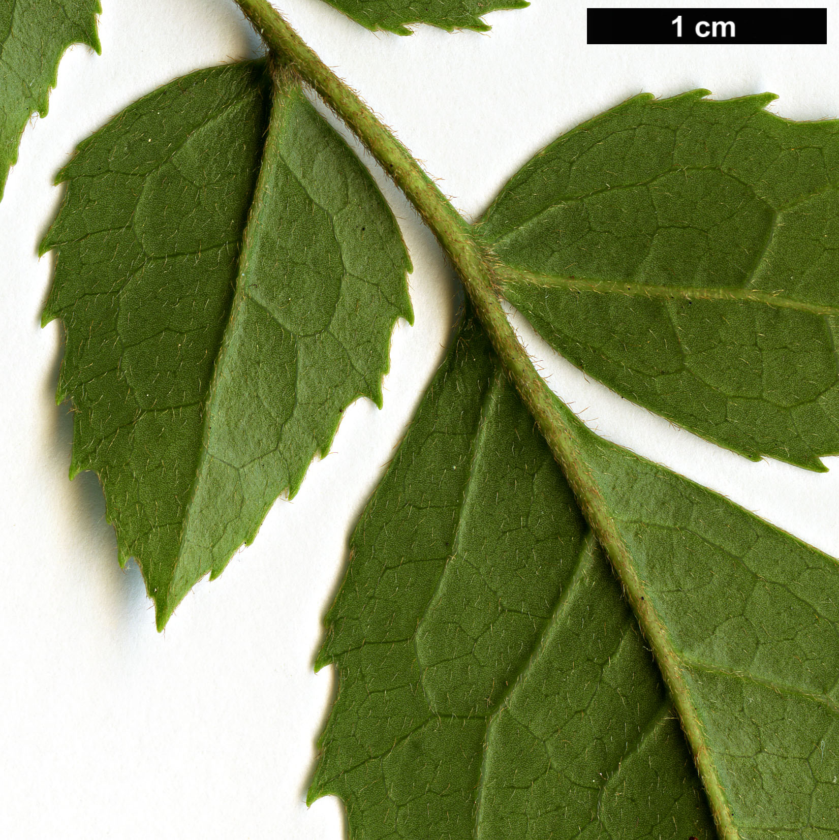 High resolution image: Family: Proteaceae - Genus: Gevuina - Taxon: avellana