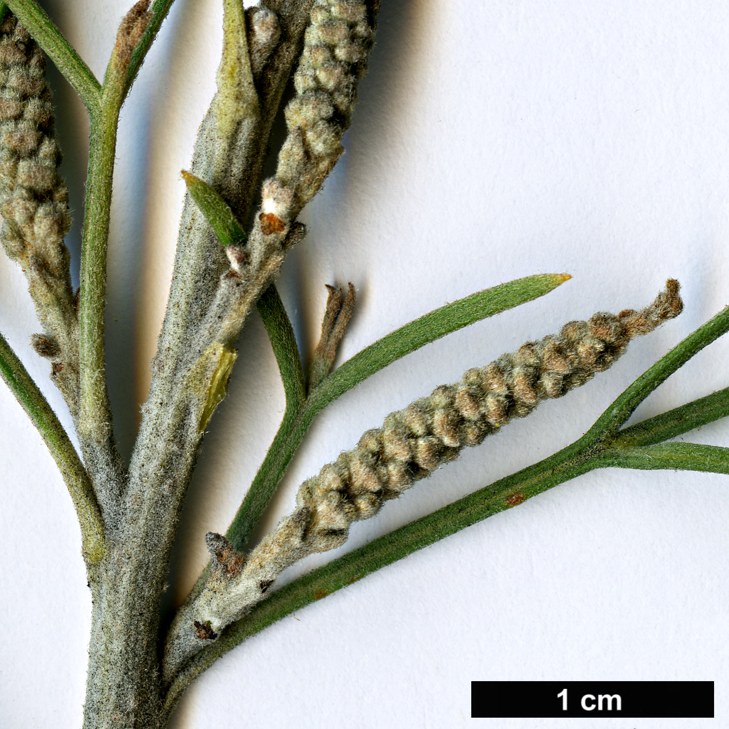 High resolution image: Family: Proteaceae - Genus: Grevillea - Taxon: armigera