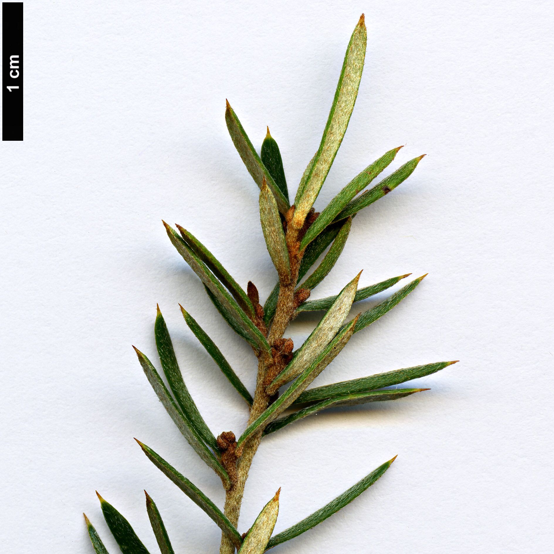 High resolution image: Family: Proteaceae - Genus: Grevillea - Taxon: australis