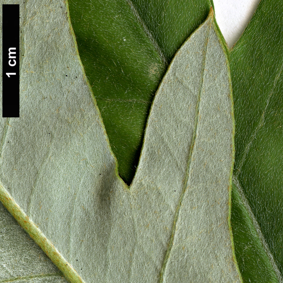 High resolution image: Family: Proteaceae - Genus: Grevillea - Taxon: barklyana