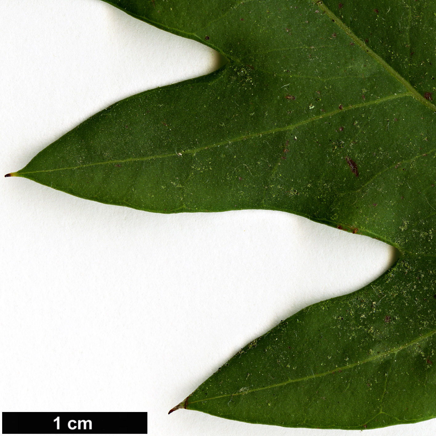 High resolution image: Family: Proteaceae - Genus: Grevillea - Taxon: barklyana