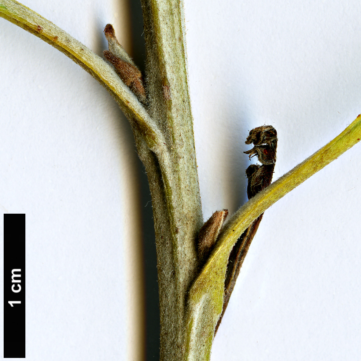 High resolution image: Family: Proteaceae - Genus: Grevillea - Taxon: bipinnatifida