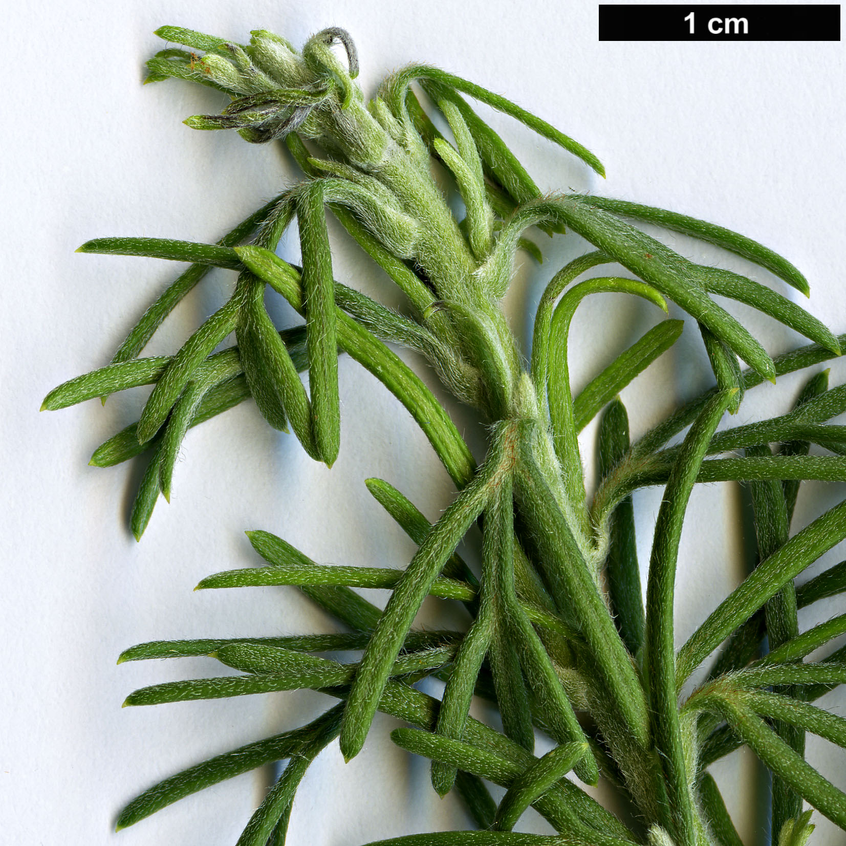 High resolution image: Family: Proteaceae - Genus: Grevillea - Taxon: crithmifolia