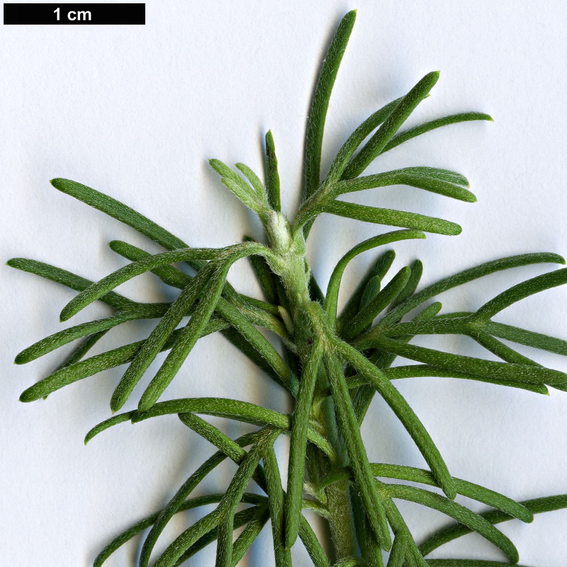 High resolution image: Family: Proteaceae - Genus: Grevillea - Taxon: crithmifolia